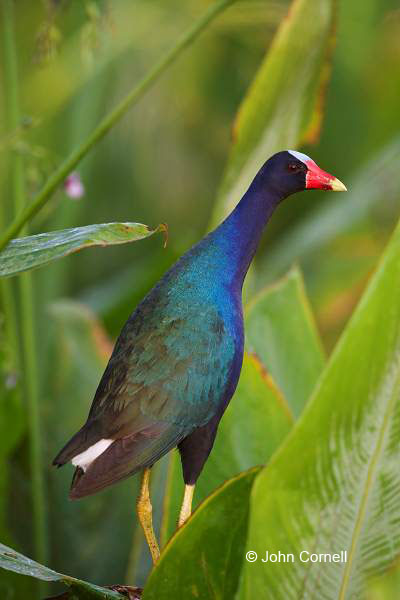 Purple Gallinule;Gallinule;Porphyrula martinica;One;one animal;avifauna;bird;birds;feather;feathered;outdoors;outside;untamed;wild;color;color photograph;daytime;close up;color image;photography;animals in the wild;feathers;wilderness;perch;perching;watching;watchful;Close up